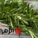 اكتشف كنز الطبيعة: عشبة بسيطة من السماء تُغيّر حياتك! - تواصل نيوز