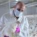 نفوق 12 ألف طائر.. العراق يسجل إصابات بإنفلونزا الطيور بين الدواجن - تواصل نيوز