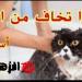 لماذا تخاف القطط من الماء؟ طبيب بيطري يكشف السر المدهش! - تواصل نيوز