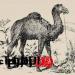 هل تستطيع اكتشاف صاحب الجمل في الصورة؟ اختبر حدة بصرك الآن! - تواصل نيوز