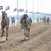 منافسات جائزة "زايد الكبرى" لسباقات الهجن تنطلق اليوم في "ميدان الوثبة" - تواصل نيوز