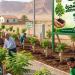 "اطلب شجرة"، مبادرة لبيئة أكثر خضرة ومستقبل أجمل بالوادي الجديد - تواصل نيوز