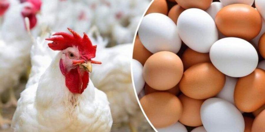 الفراخ البيضاء بكام؟.. أسعار الدواجن والبيض اليوم الأحد 8-6-2025 - تواصل نيوز