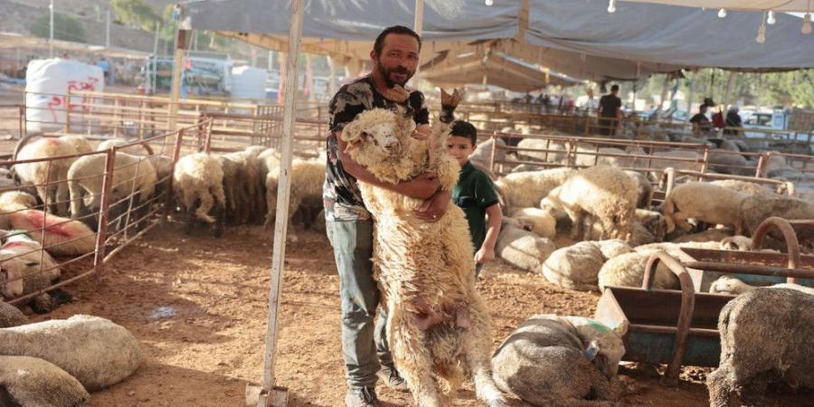 الزراعة: استقرار أسعار الأضاحي المحلية وارتفاع المستوردة في عيد الأضحى - تواصل نيوز