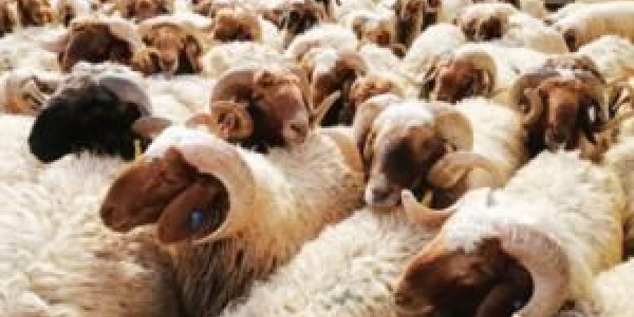 الكواليت: الإقبال على شراء الأضاحي محدود ومنخفض - تواصل نيوز