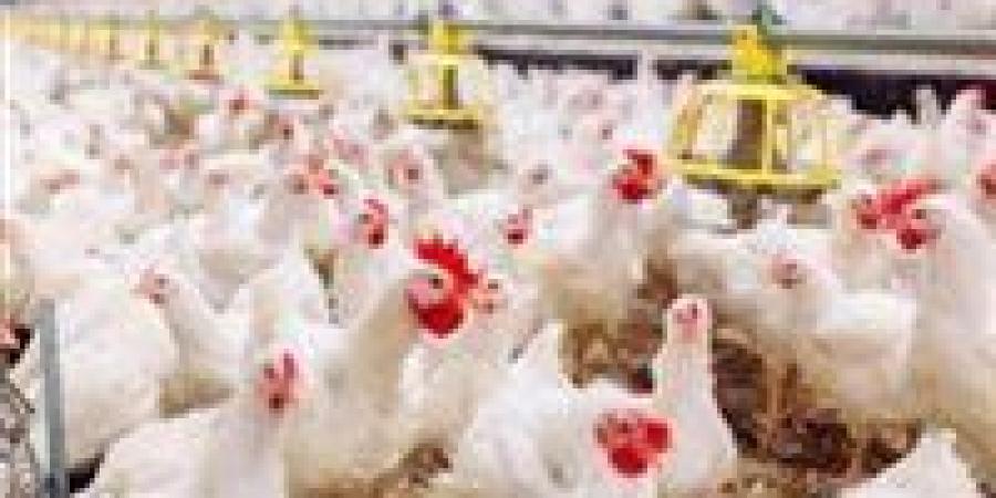 سعر كيلو الفراخ البيضاء اليوم الخميس 20 نوفمبر.. مفاجأة في أسعار الدواجن - تواصل نيوز