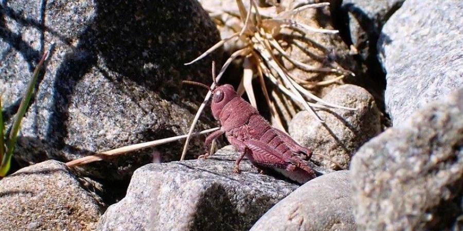 جندب وردي يثير دهشة العلماء في نيوزيلندا - تواصل نيوز