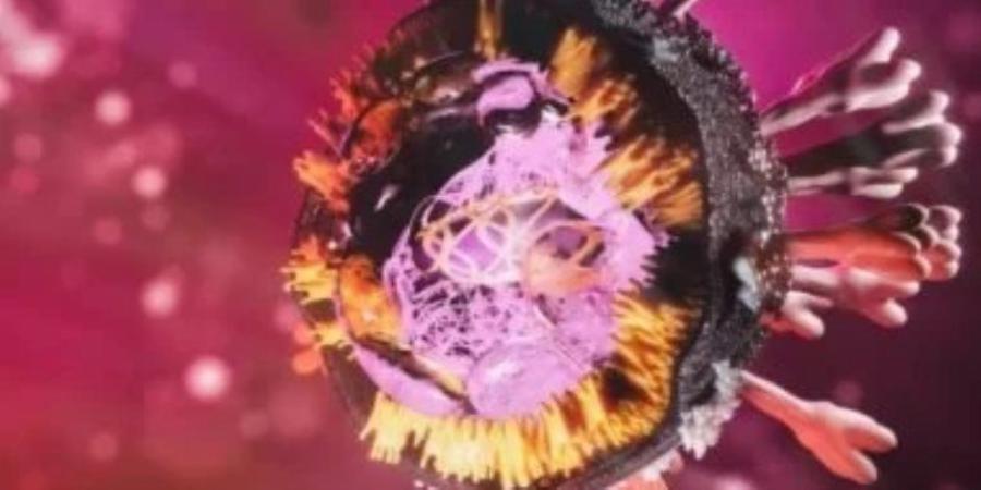 كيف تنتقل عدوى فيروس ماربورغ.؟ وطرق الوقاية - تواصل نيوز