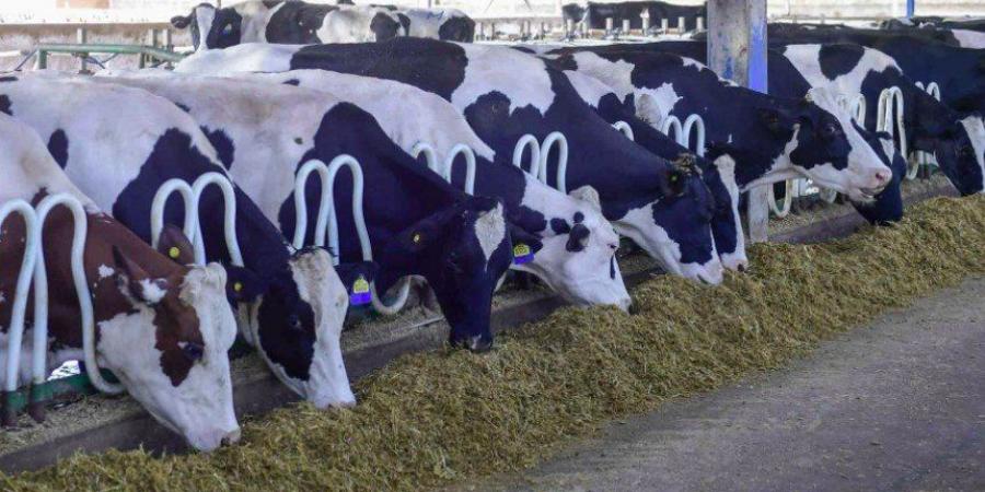 «الزراعة»: تحصين أكثر من 7.5 مليون جرعة للقاحي الحمي القلاعية والوادي المتصدع - تواصل نيوز