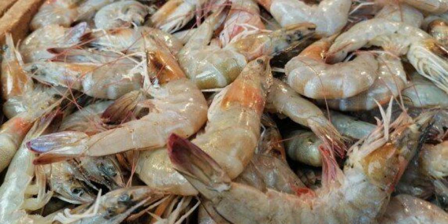 الجمبري بـ 1200 جنيه.. أسعار الأسماك اليوم الجمعة 28 نوفمبر 2025 - تواصل نيوز