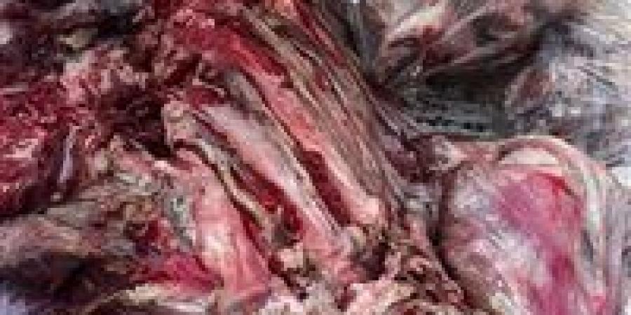 ضبط لحوم غير صالحة للاستهلاك الآدمي وتحمل أختام مزورة في إحدى محال الجزارة بالأقصر - تواصل نيوز