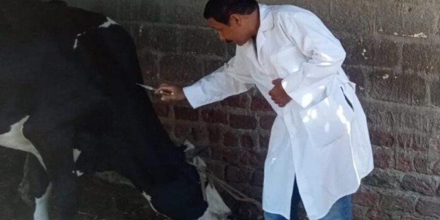 تحصين 112 ألف رأس ماشية ضمن الحملة القومية بأسيوط - تواصل نيوز