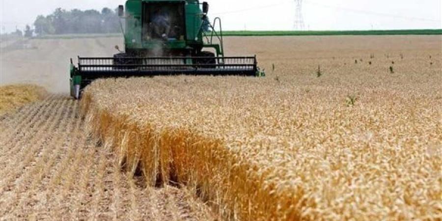 مصر: شعبة المستوردين تراجع واردات القمح 25% خلال 9 شهور - تواصل نيوز