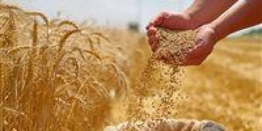 برلماني: مصر تقترب من الاكتفاء الذاتي من القمح - تواصل نيوز