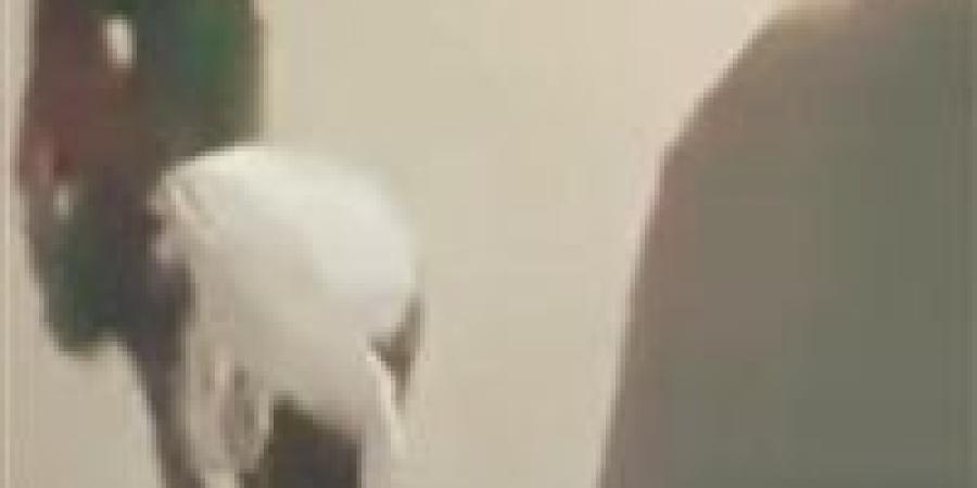 "الغل في الهزار".. شاب يمازح صديقه بعنف ويسقطه فاقد الوعي - تواصل نيوز