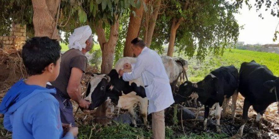 تحصين 239 ألف رأس ماشية ضد «الحمى القلاعية وحمى الوادي المتصدع» بالمنيا - تواصل نيوز
