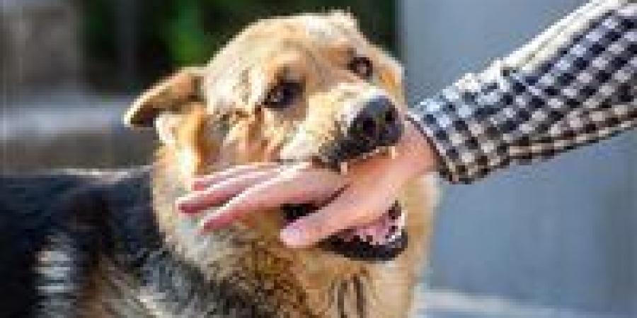 بخطوات بسيطة.. كيف تحمي نفسك فور التعرض لعضة كلب؟ - تواصل نيوز