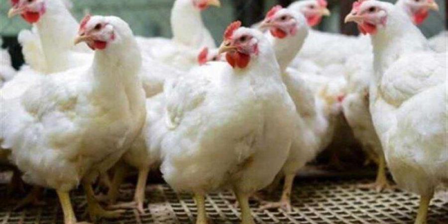 بورصة الدواجن.. أسعار الفراخ اليوم الثلاثاء 30 ديسمبر 2025 في الأسواق - تواصل نيوز