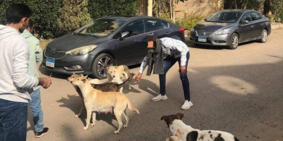 استمرار حملات تطعيم الكلاب ضد مرض السعار بمدينة العبور - تواصل نيوز