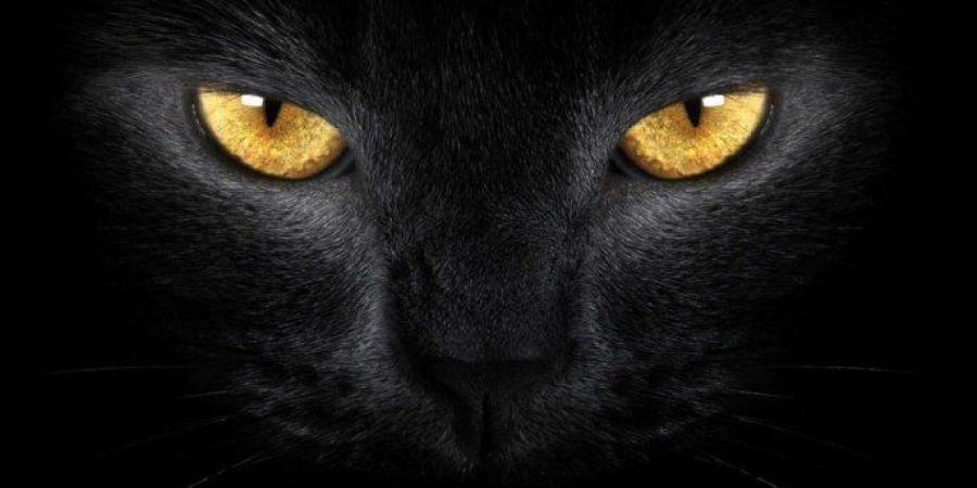 خير أم شر؟.. تفسير رؤيا «قط أسود» في المنام لابن سيرين - تواصل نيوز