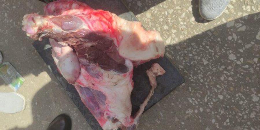 ضبط لحوم غير صالحة للاستهلاك الآدمي خلال حملة بيطرية بالقليوبية - تواصل نيوز