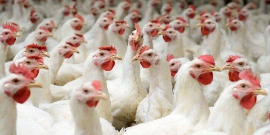 أسعار الدواجن والبيض اليوم الأربعاء 31 ديسمبر 2025 - تواصل نيوز