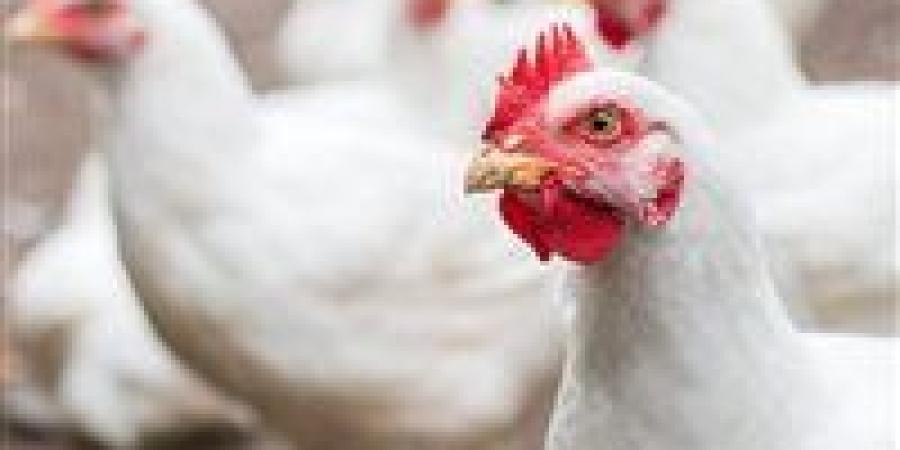 62 جنيهًا للكليو..سعر الدواجن البيضاء في الأسواق بعد الزيادة الأخيرة - تواصل نيوز