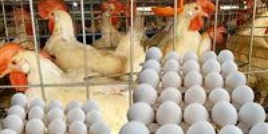 تغيرات قوية في أسعار الدواجن بالأسواق اليوم الأحد - تواصل نيوز