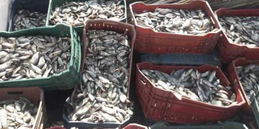 ترخيص ورسوم وضوابط بيئية.. تفاصيل تنظيم الاستزراع السمكي بالقانون - تواصل نيوز