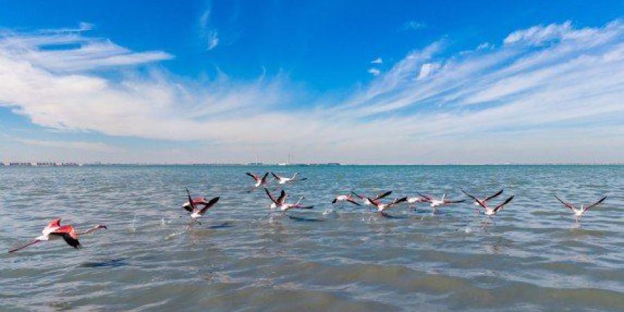 الجمعية الكويتية لحماية البيئة تنظم فعالية "عد الطيور" وتوثق أنواعا فطرية ومهاجرة بشاطئ الصليبيخات - تواصل نيوز