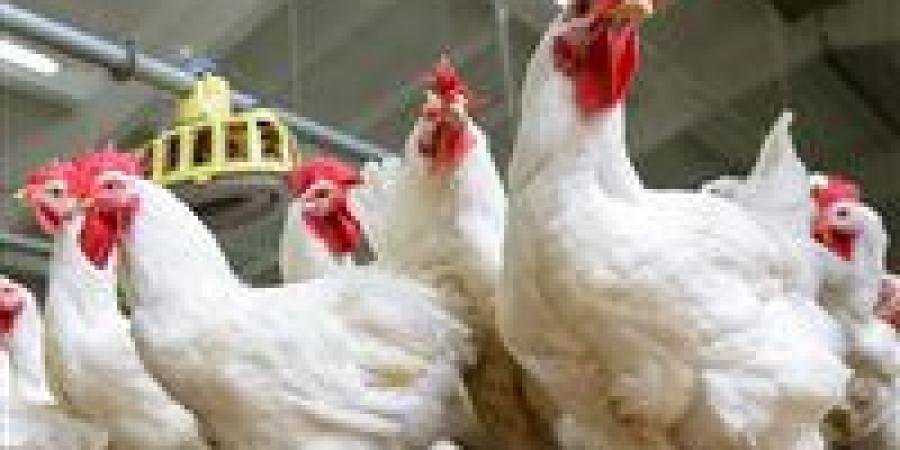 هبوط في أسعار الدواجن والبيض اليوم السبت (تحديث) - تواصل نيوز