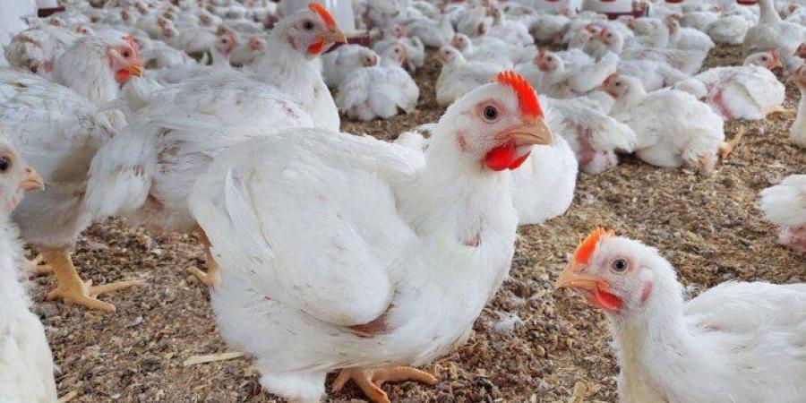 أسعار الدواجن والبيض اليوم الاثنين 19 يناير 2026 - تواصل نيوز