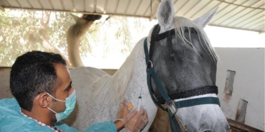 حصاد "الصحة الحيوانية" في 2025.. فحص 570 ألف عينة ومركز أول عالمياً في تنسيب الخيول - تواصل نيوز