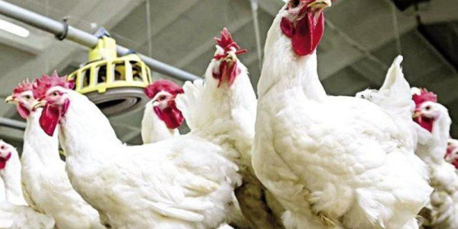 الزراعة: إنتاج مصر من الدواجن يصل لـ1.6 مليار طائر و600 ألف طن لحوم حمراء - تواصل نيوز