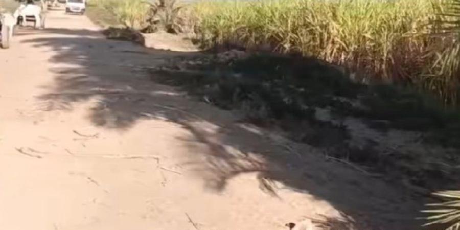 محصول «سنة كاملة» يهدده التلف.. مزارعو قصب السكر بإدفو يستغيثون بعد سرقة قضبان «الديكوفيل» - تواصل نيوز