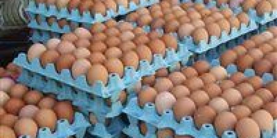 رئيس شعبة البيض: تجاوزنا الاكتفاء الذاتي بنسبة 40% ونبحث آليات التصدير - تواصل نيوز