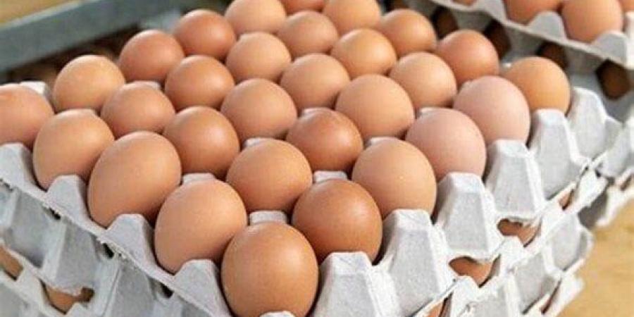 «منتجي الدواجن»: إنتاج البيض تجاوز الاكتفاء الذاتي بنسبة 40%.. فيديو - تواصل نيوز