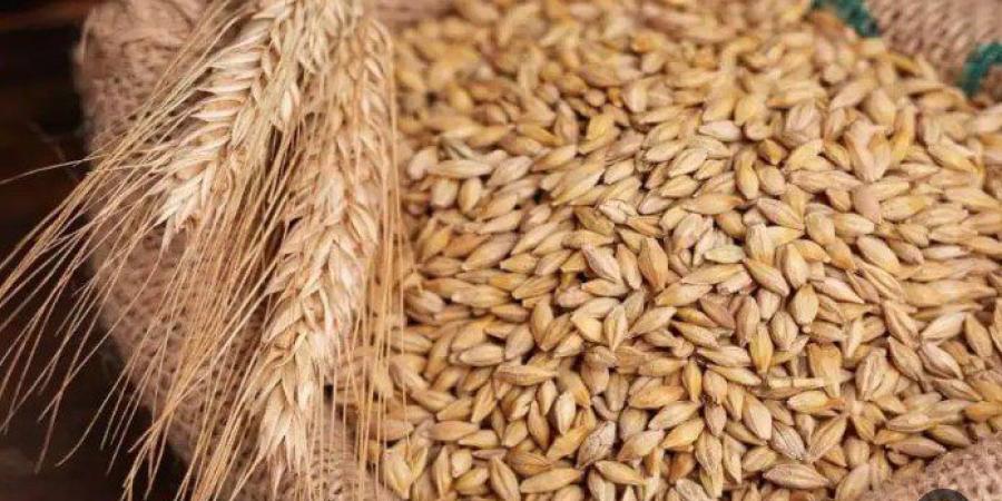 سعر طن الأرز الشعير اليوم الاثنين 8 يونيو 2026 - تواصل نيوز