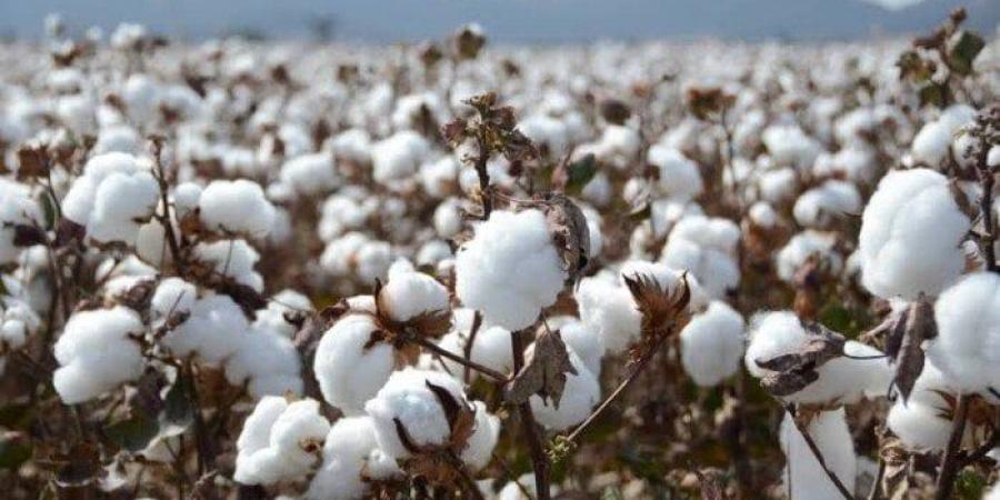 الهند تتصدر قائمة أكثر الدول استيرادا للقطن المصري في 2025 - تواصل نيوز