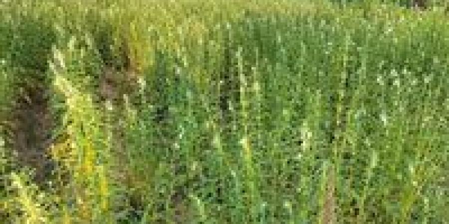 الذهب الأصفر .. الشرقية تواصل التوسع في محصول السمسم بـ 15 ألف فدان - تواصل نيوز