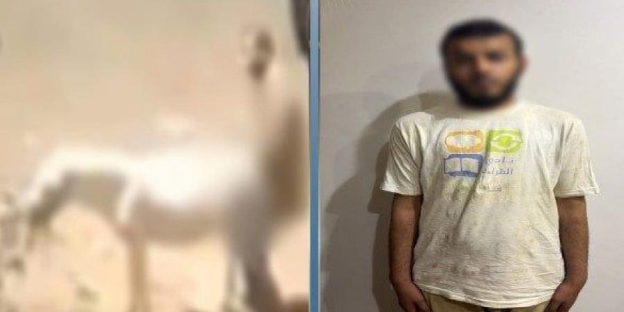 ضبط بطل فيديو التعدي على «حمار» في القليوبية - تواصل نيوز