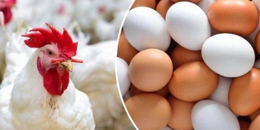 الفراخ البيضاء بكام؟.. أسعار الدواجن والبيض اليوم الأربعاء 10-6-2026 - تواصل نيوز
