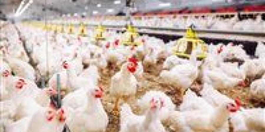 منتجو الدواجن: طفرة الإنتاج وراء هبوط الأسعار وحرب الشائعات تستهدف الصناعة الأكبر إقليمياً - تواصل نيوز