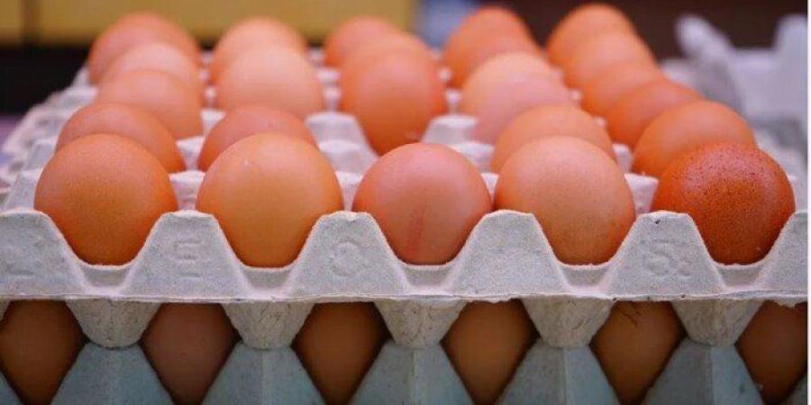 شعبة البيض: الإنتاج يتجاوز الاحتياج بـ40% وأسعار البيض تواصل التراجع - تواصل نيوز
