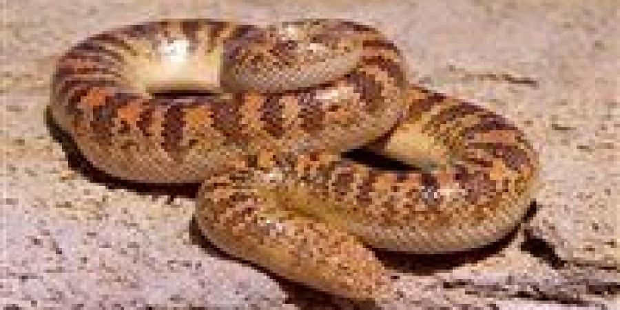 نجاة من الموت المحقق.. إنقاذ شاب من شلل عصبي بعد لدغة ثعبان سام بكفر الشيخ - تواصل نيوز