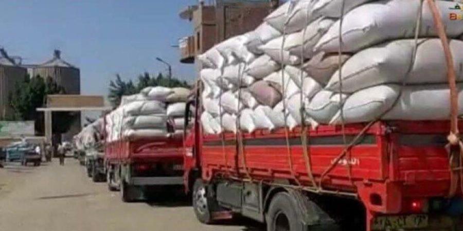 استلام أكثر من 343 ألف طن قمح بصوامع وشون بني سويف منذ انطلاق موسم الحصاد - تواصل نيوز