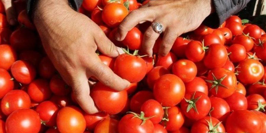 هل تواصل أسعار الطماطم الانخفاض في الأسواق؟ شعبة الخضراوات توضح - تواصل نيوز