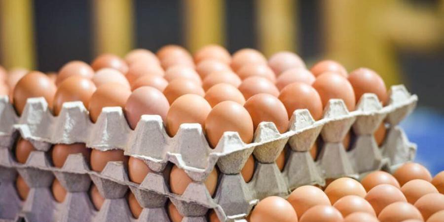 سعر كرتونة البيض اليوم الإثنين في بورصة الدواجن - تواصل نيوز
