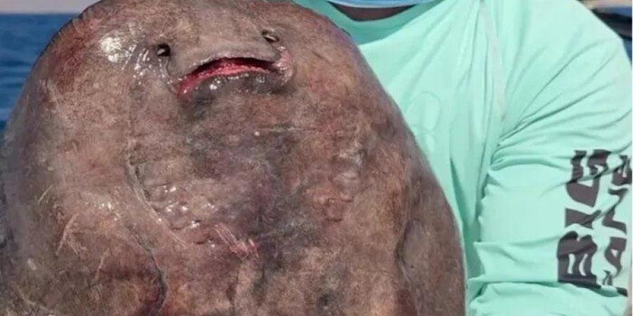 رحلة صيد تقود إلى اكتشاف علمي نادر.. تسجيل أول ظهور لـ"سمكة الشيطان" في البحر الأحمر - تواصل نيوز