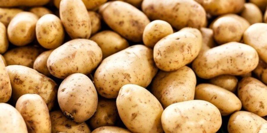 «مصدري الحاصلات البستانية» يبحث آليات التوسع في إنتاج تقاوي البطاطس محليا - تواصل نيوز